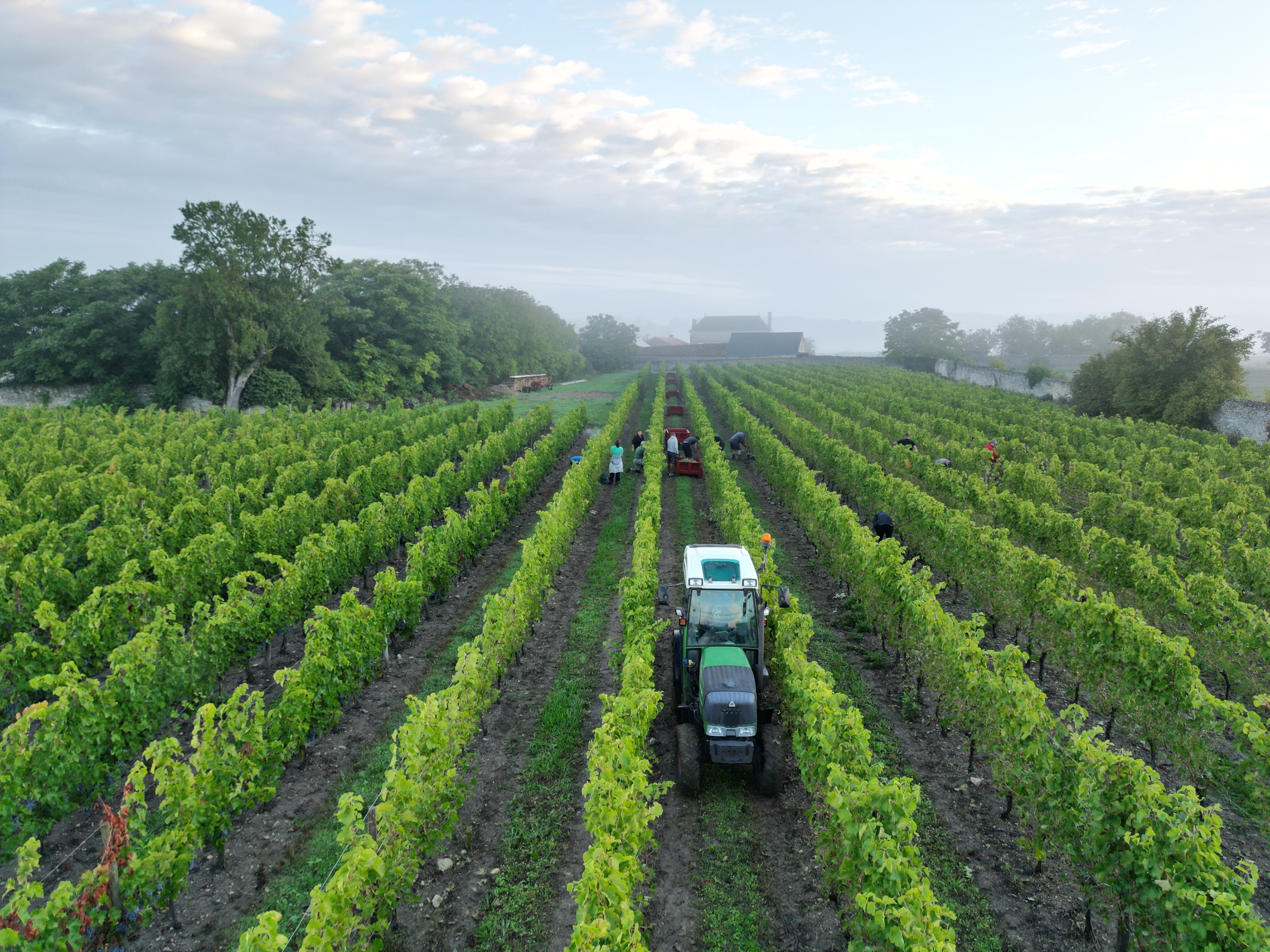 Harvest at Château des Roches — hand-picked vendanges at dawn